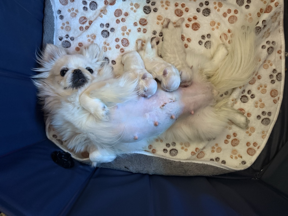 Sugar happy and playful