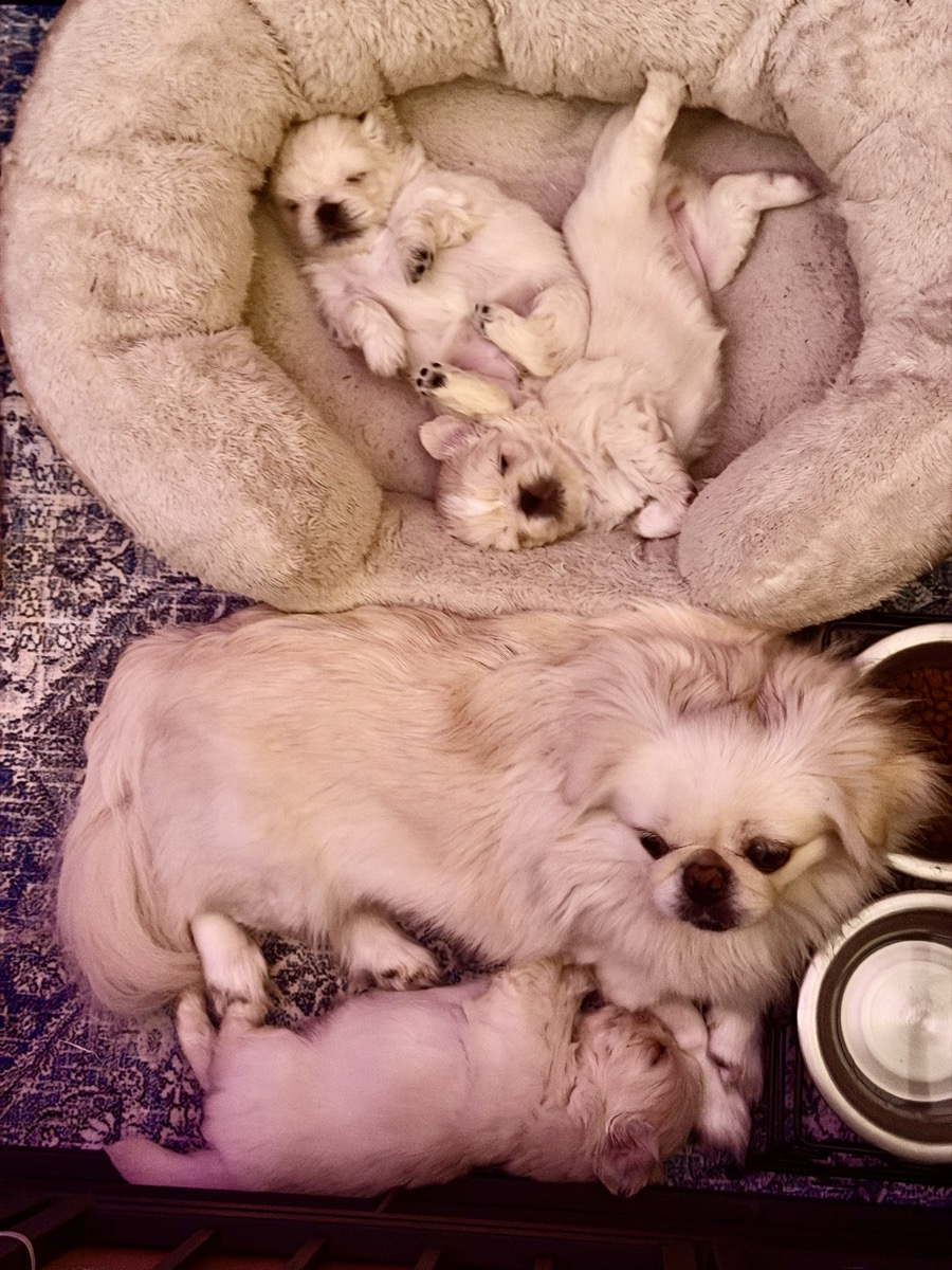 Sugar with her family