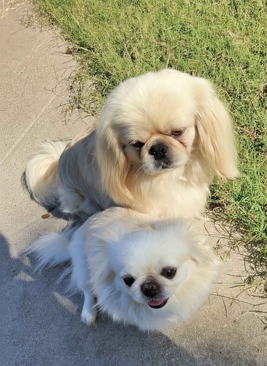 Sugar with her Pekingese friend outdoors