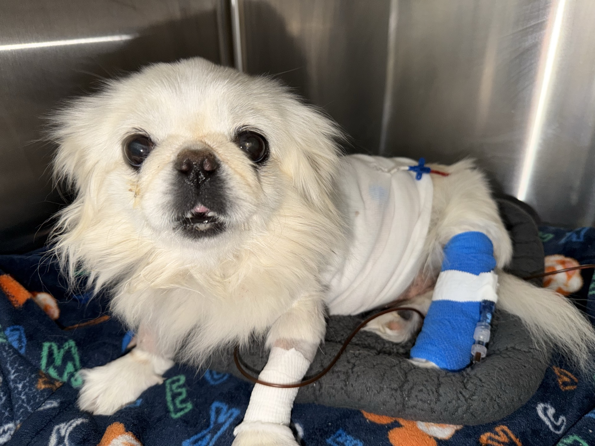 Sugar, a white Pekingese, looking sweet and lovable
