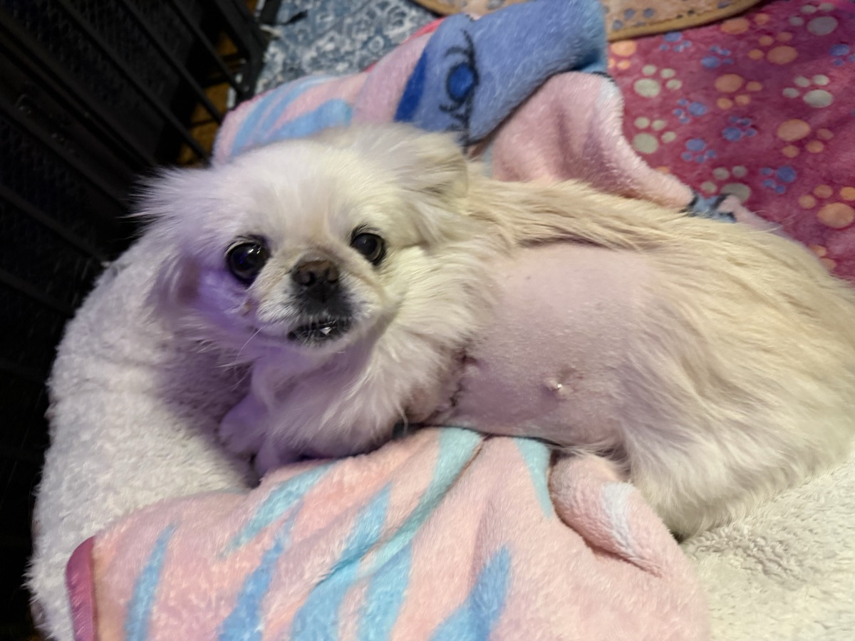 Sugar resting after surgery, being comforted by her family